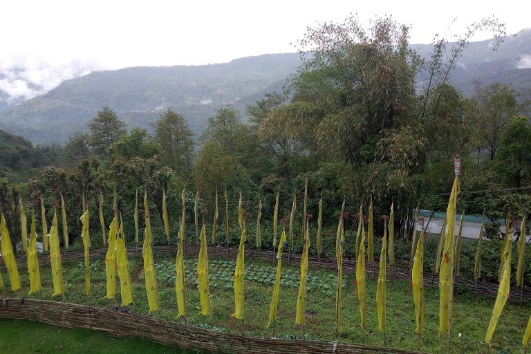 Organic farming in the transition zone of Khangchendzonga Biosphere Reserve has influenced biodiversity conservation in the area.
